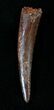 Pterosaur Tooth - Great Preservation #13926-1